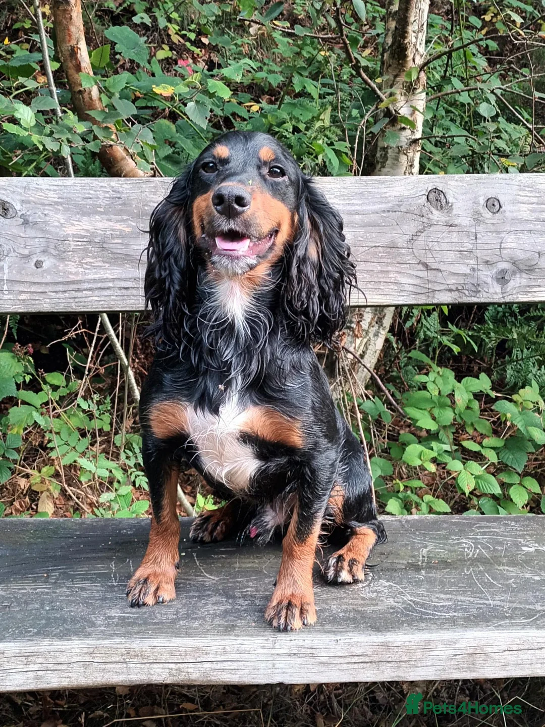 Cocker Spaniel dogs for sale: Working Cocker Spaniel Puppies boys and girls - Advert 2