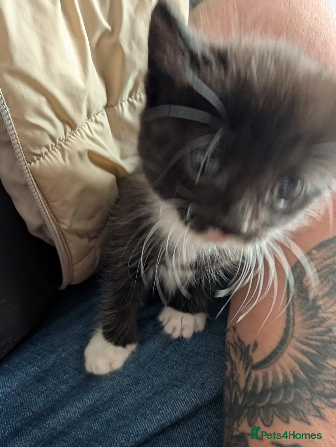 Mixed Breed cats for sale: Ragdoll Mix Kittens  - Image 3