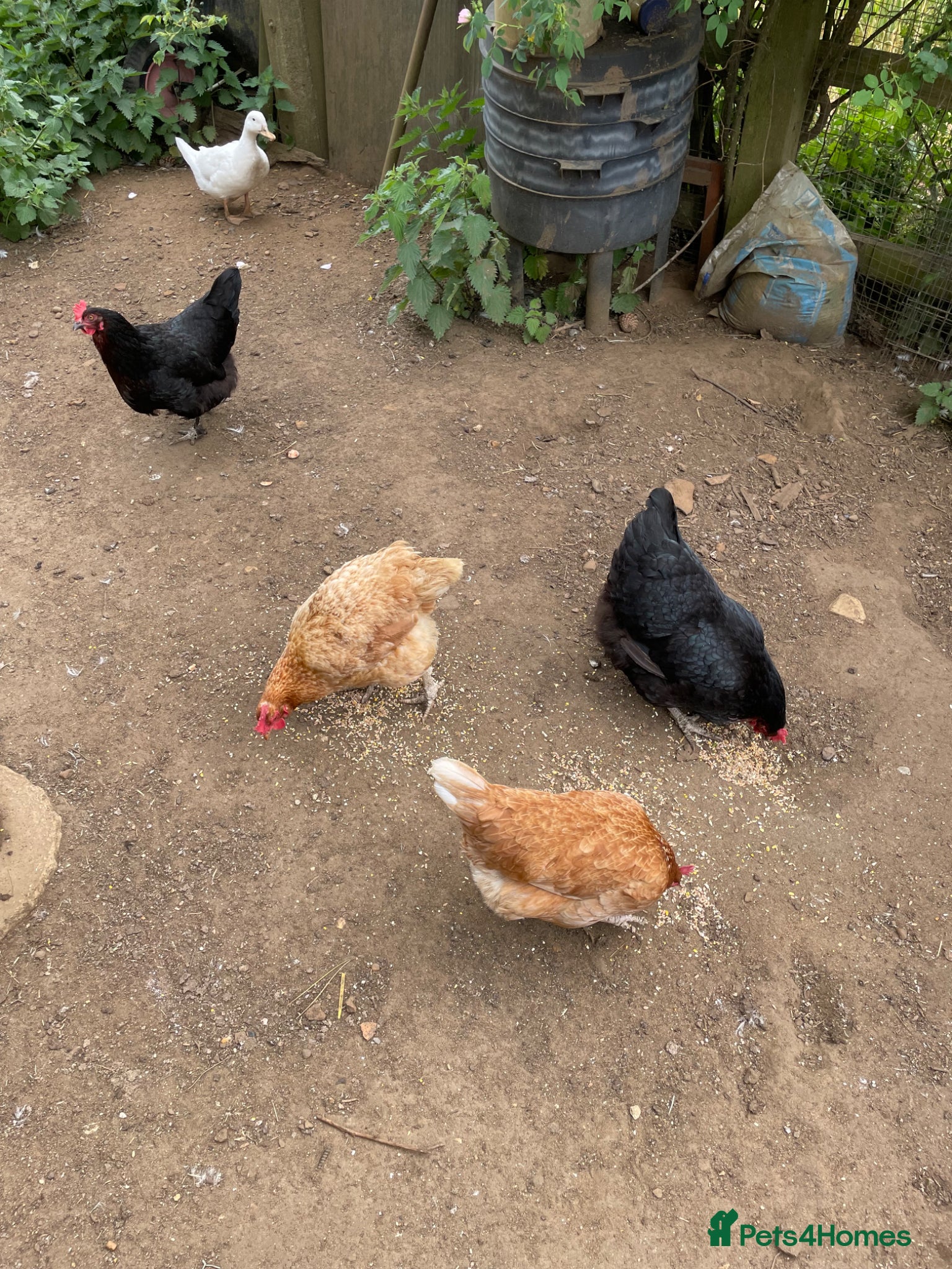 Mixed Breed poultry Chickens x 5 & 2 ducks - Advert 2