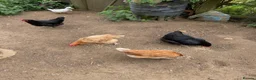 Mixed Breed poultry for sale: Chickens x 5 & 2 ducks in Sandy - Advert 1