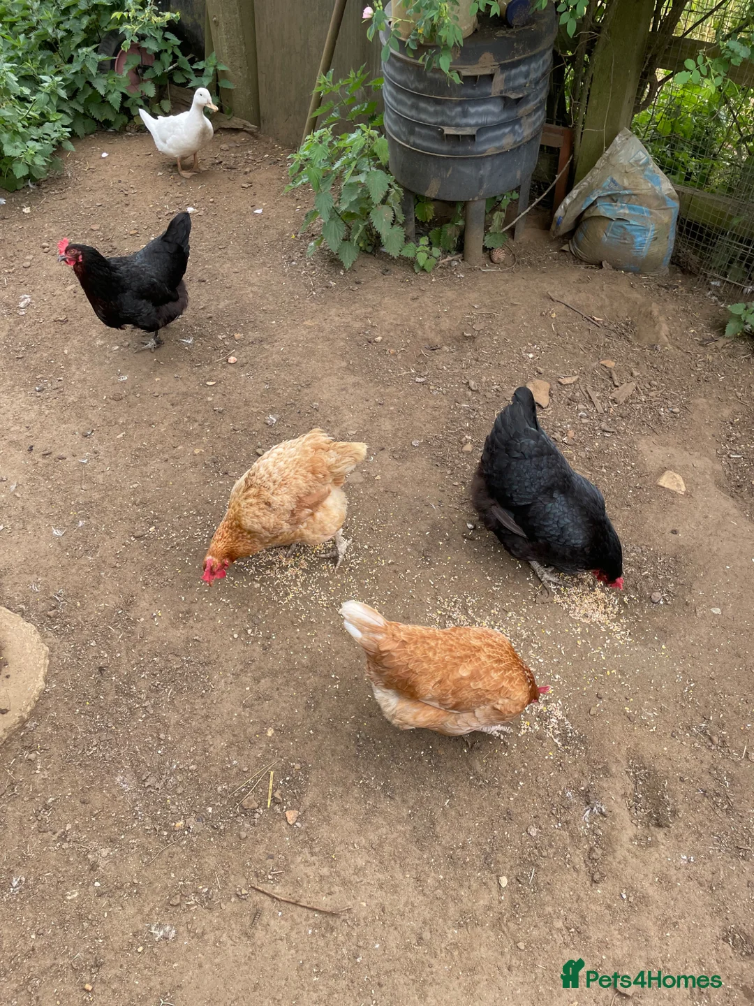 Mixed Breed poultry for sale: Chickens x 5 & 2 ducks in Sandy - Advert 1