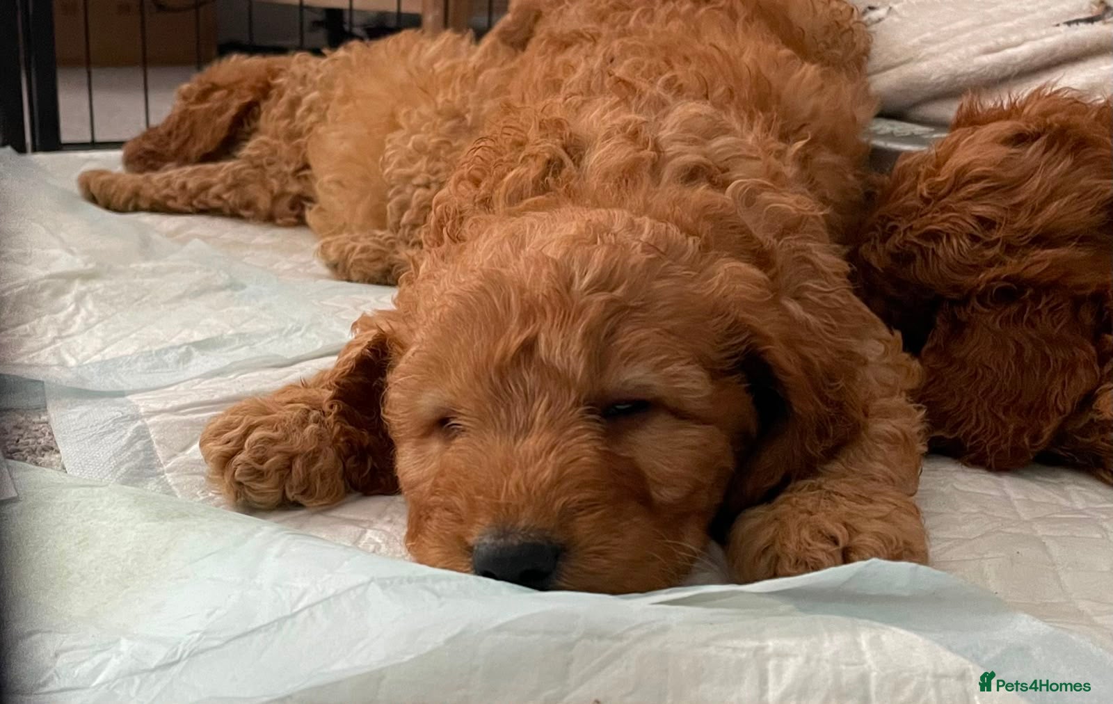 Cockapoo dogs STUNNING HEALTH CLEAR COCKAPOO PUPPIES  - Advert 6
