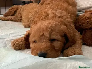 Cockapoo dogs STUNNING HEALTH CLEAR COCKAPOO PUPPIES - Advert 6
