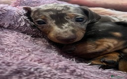 Dachshund dogs for sale: Beautiful miniature dachshunds  - Image 6