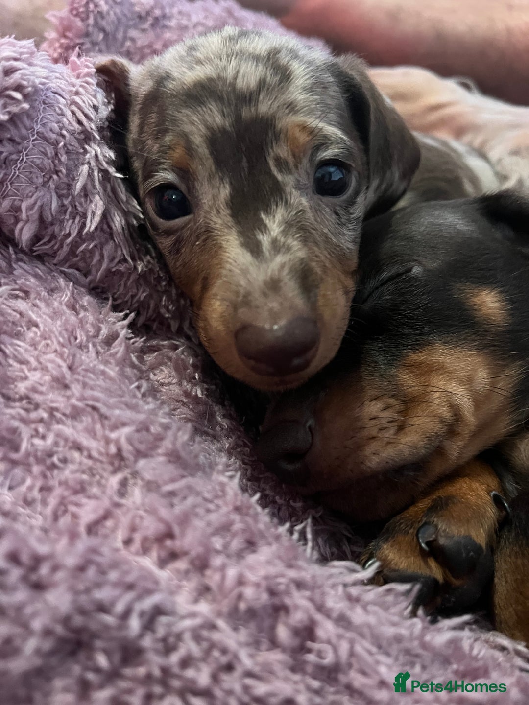 Dachshund dogs for sale: Beautiful miniature dachshunds  - Image 6