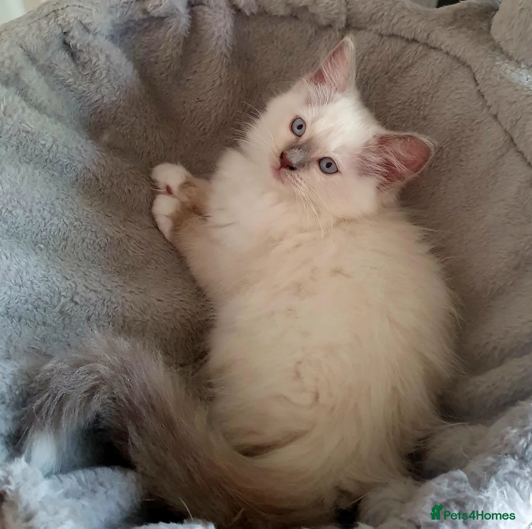 Ragdoll cats for sale: Ragdoll boy (lilac mitted) and girl ready - Advert 1