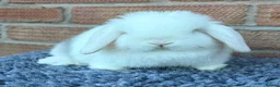 Mini Lop rabbits for sale: Mini Lops - Advert 2