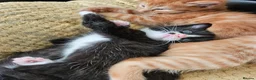 British Longhair cats for sale: Longhaired and shorthaired ginger, black, b & w - Advert 12