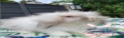 Mini Lion Lop rabbits for sale: Beautiful Mini Lion Lop Boys - Advert 12