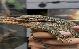 Monitor reptiles for sale: Pair of peacock monitors - Image 1