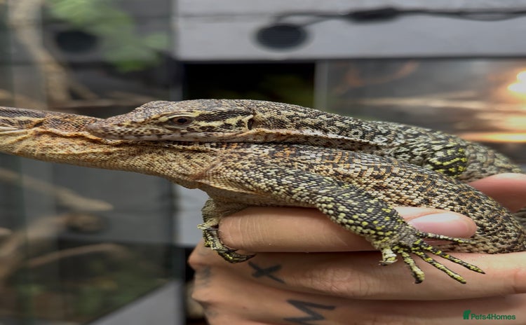 Monitor reptiles - Advert 6