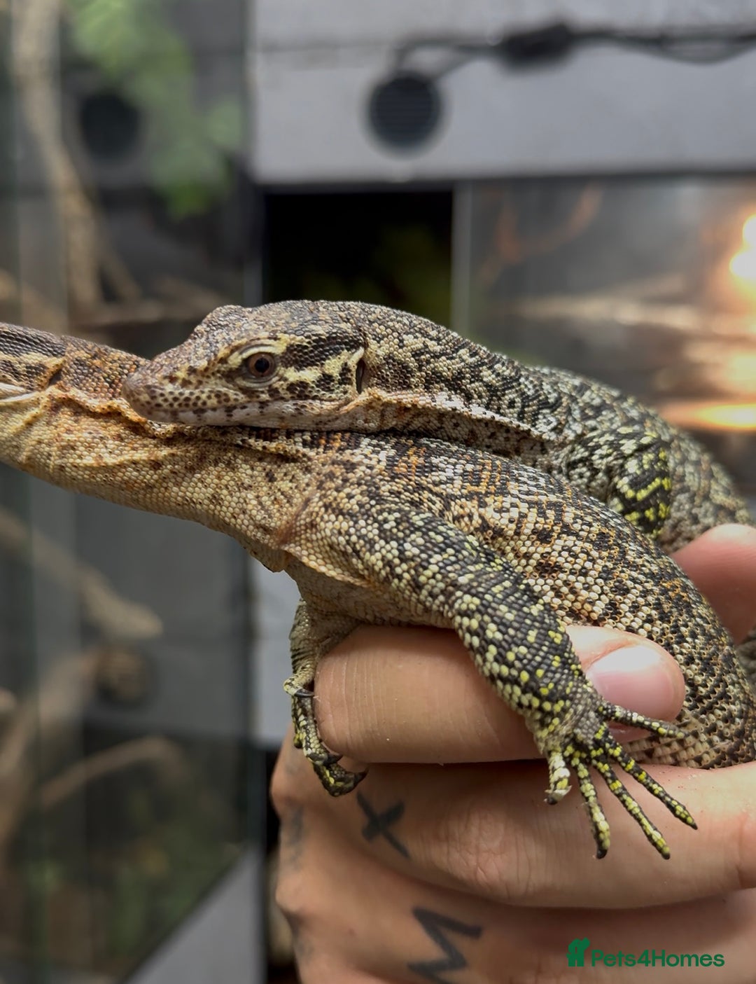 Monitor reptiles for sale: Pair of peacock monitors - Image 1