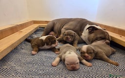 English Bulldog dogs for sale: Beautiful New english bulldogges  - Image 3