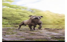 Staffordshire Bull Terrier dogs for sale: Staffordshire bull terrier  - Image 7
