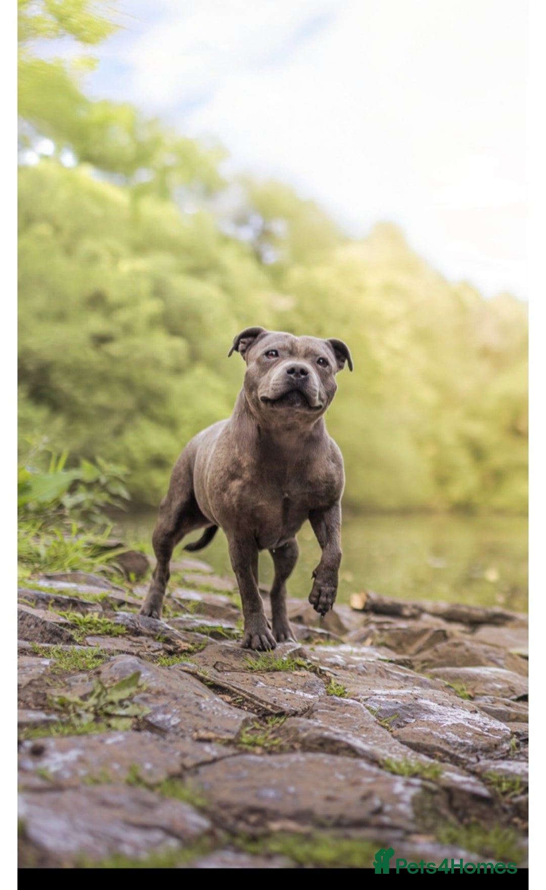 Staffordshire Bull Terrier dogs for sale: Staffordshire bull terrier  - Image 7