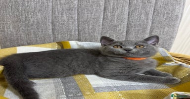 British Shorthair cats - Advert 3