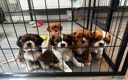 Cavalier King Charles Spaniel dogs for sale: 5 beautiful cavalier King Charles spaniel puppies - Image 17