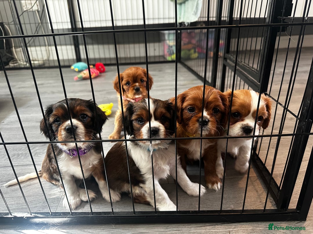 Cavalier King Charles Spaniel dogs for sale: 5 beautiful cavalier King Charles spaniel puppies - Image 17