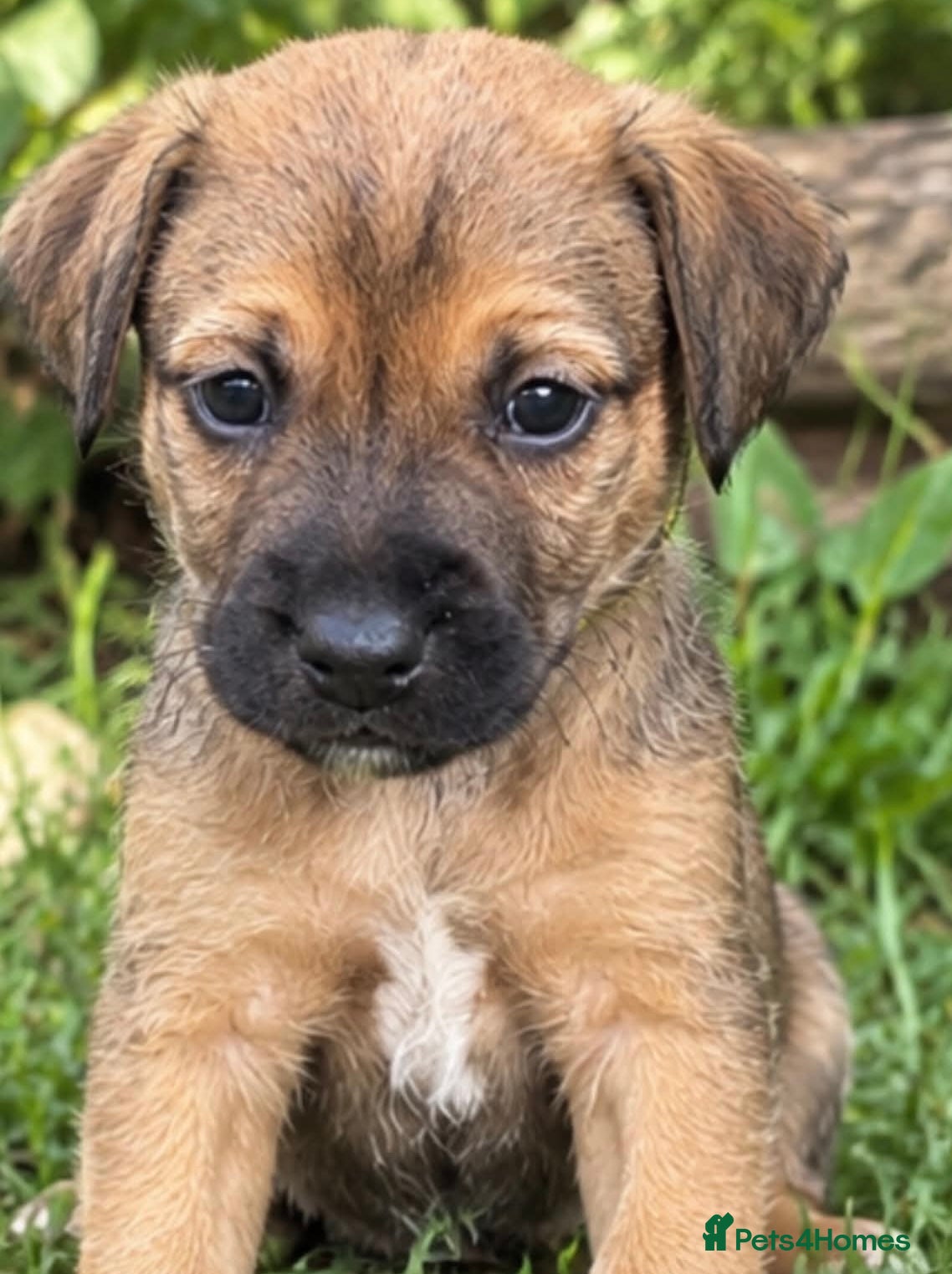 Jack Russell dogs 🐶 Stunning Jack russell pups  - Advert 2