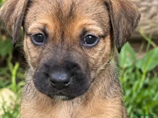 Jack Russell dogs 🐶 Stunning Jack russell pups - Advert 2