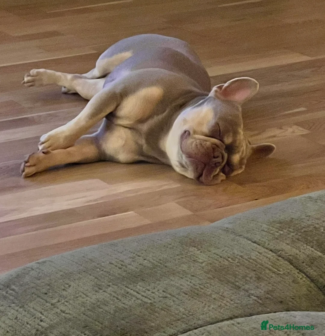 French Bulldog dogs for sale: Beautiful 3-year old French Bulldog  - Advert 2