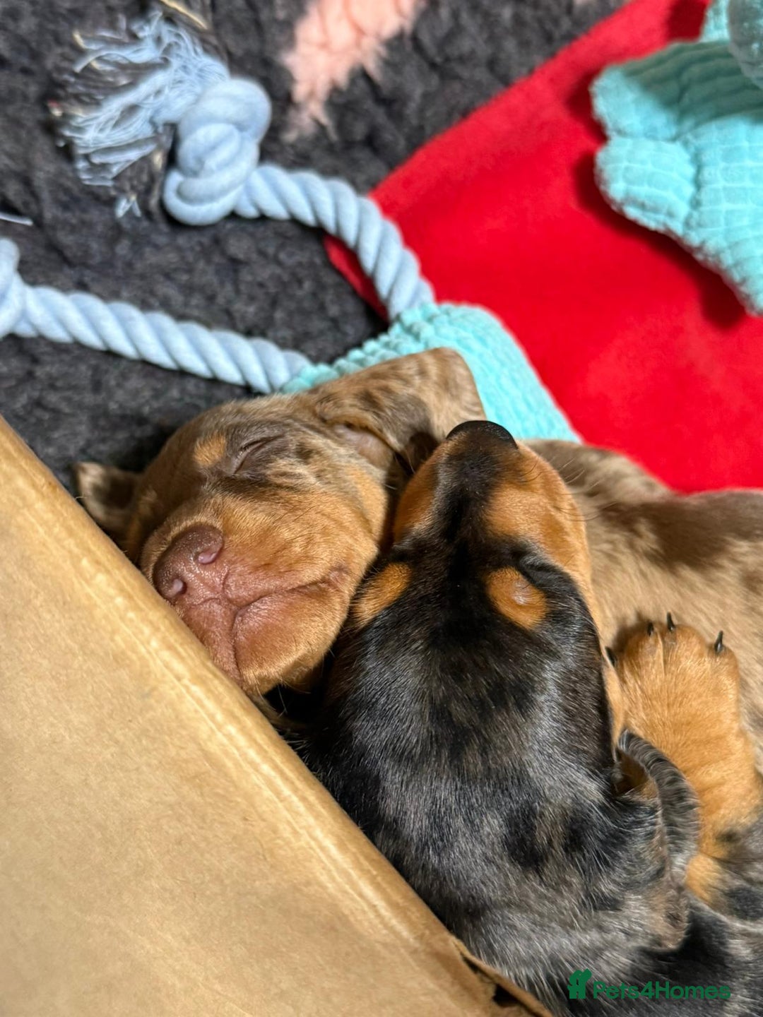 Miniature Dachshund dogs for sale: Stunning Silver dapple miniature boy - Image 10