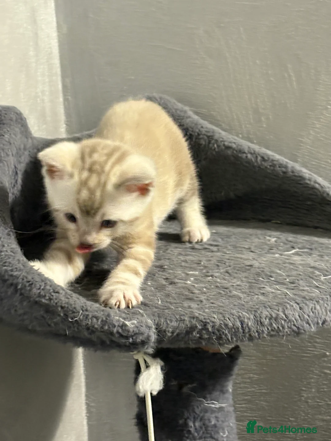 Bengal cats for sale: Bengal tiger kittens  - Advert 13