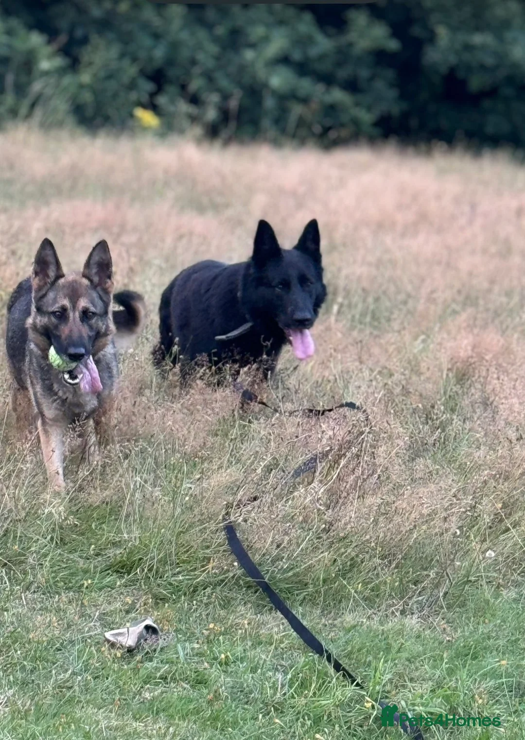 German Shepherd dogs for sale: Shadow  - Advert 1