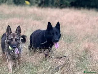 German Shepherd dogs Shadow - Advert 1