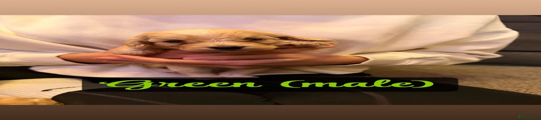 Cockapoo Puppy (Green)