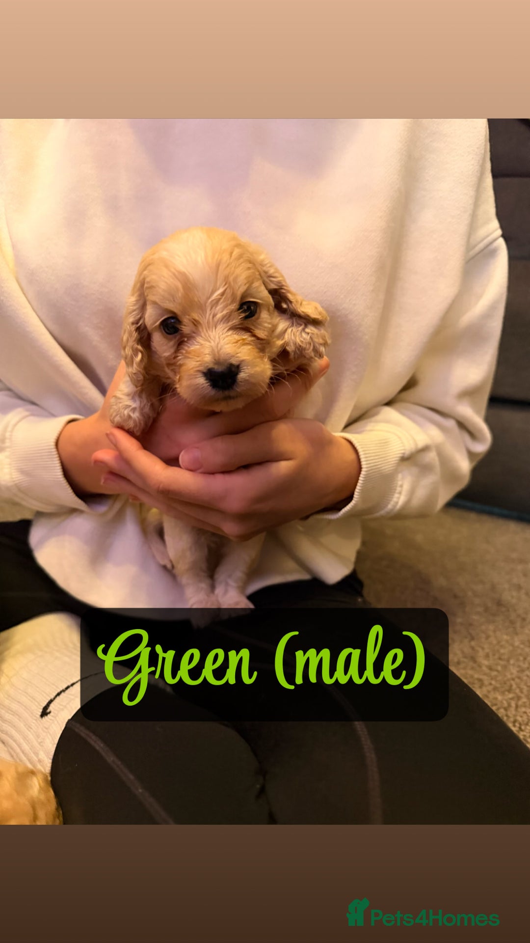 Cockapoo dogs for sale: F2 Toy cockapoo - Advert 16