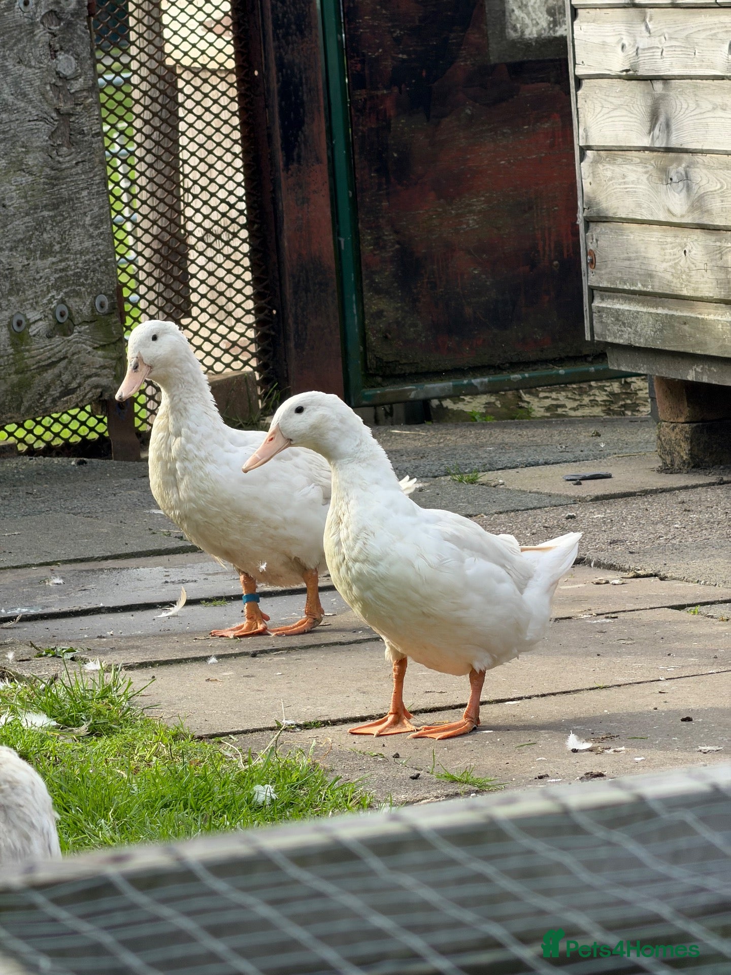 Ducks poultry Two Female White Khaki Campbell Ducks - Advert 1