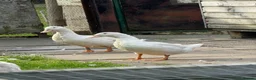 Ducks poultry for sale: Two Female White Khaki Campbell Ducks - Advert 1