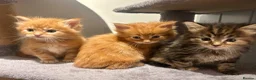 Ragcoon cats for sale: Beautiful Ragcoon kittens 🐱  - Advert 35