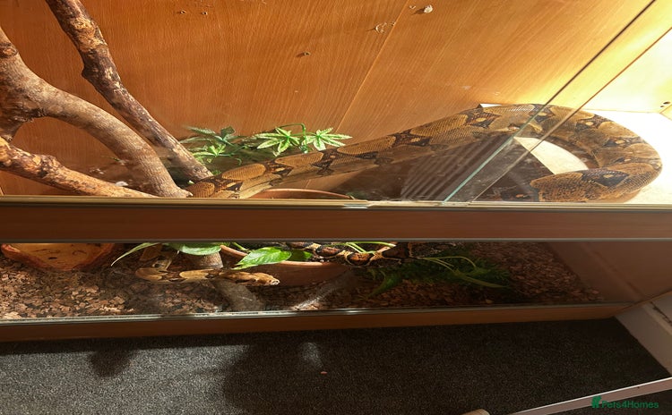 Boa Snake reptiles - Advert 1