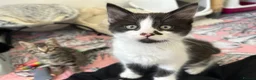 Mixed Breed cats for sale: Kittens looking for homes  - Advert 7