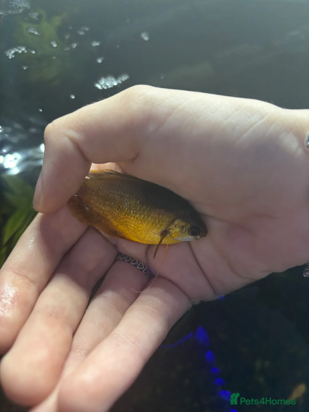 Tetras fish for sale: Fish and tank for sale  in Dover - Advert 11