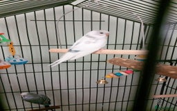 Budgerigars birds for sale: Female Budgie 4 months old - Image 1