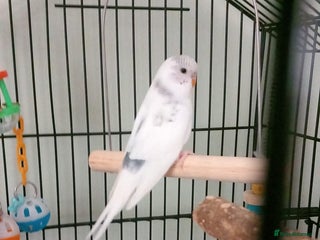 Budgerigars birds for sale - Advert 1