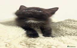 Mixed Breed cats for sale: beautiful kittens  - Image 4