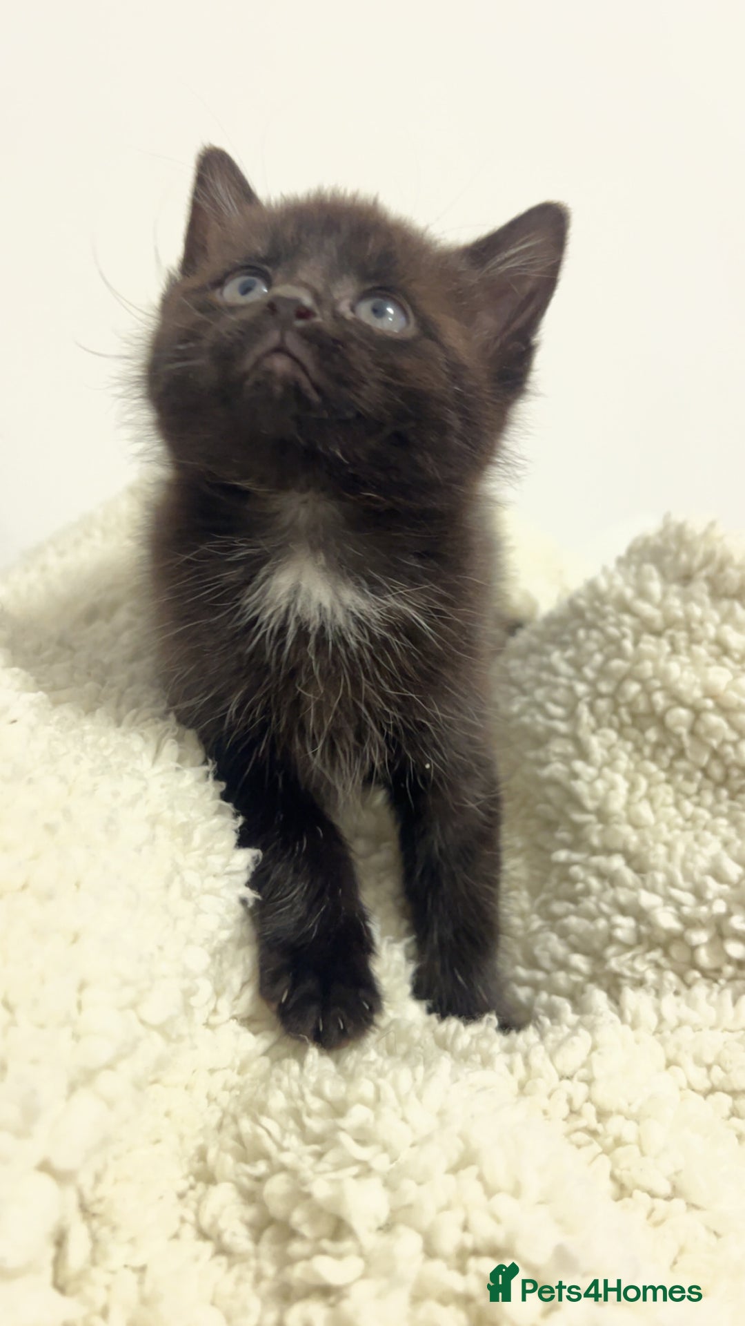 Mixed Breed cats for sale: beautiful kittens  - Image 4