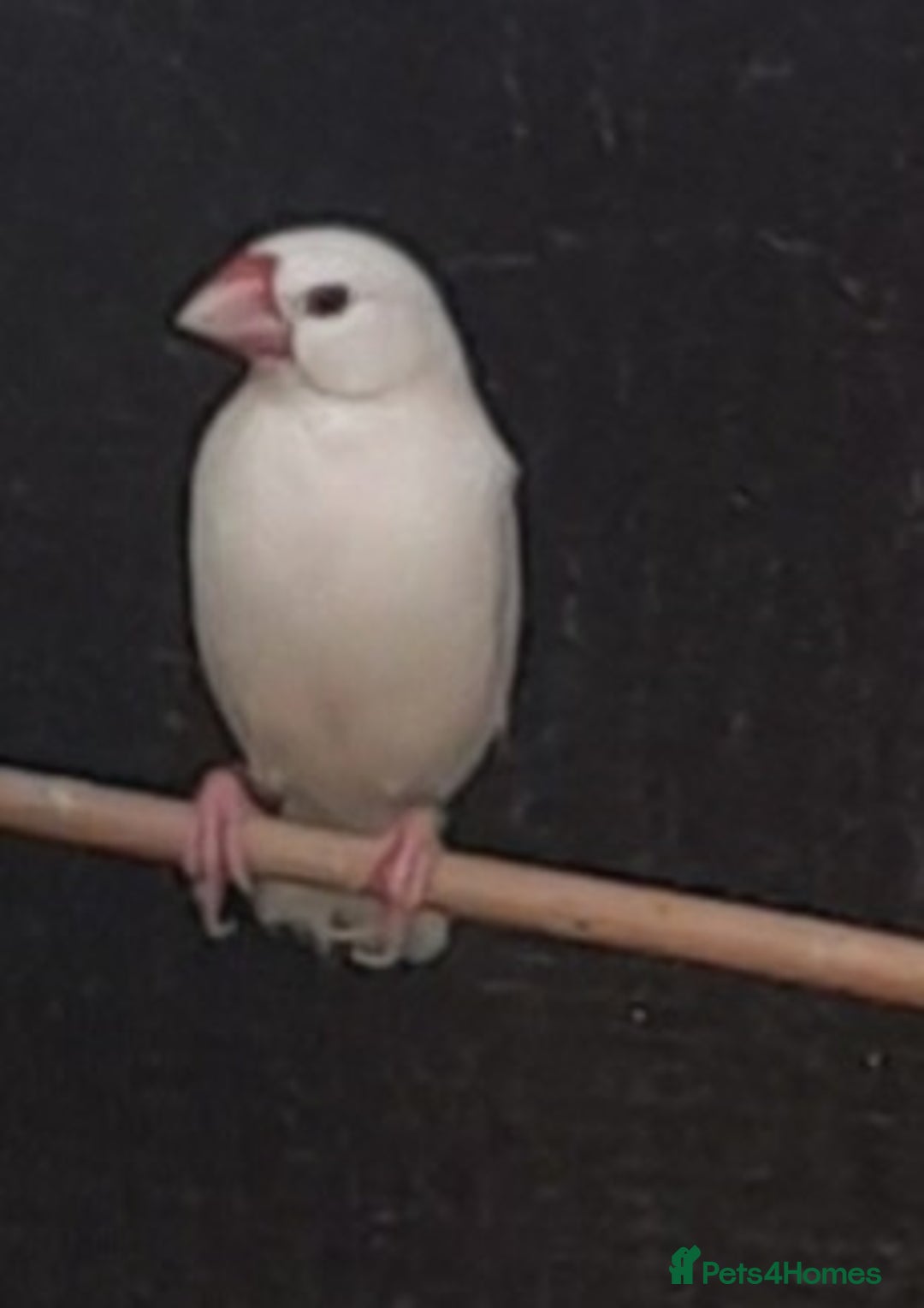 Finches birds for sale: Mixed aviary for sale.  - Image 2
