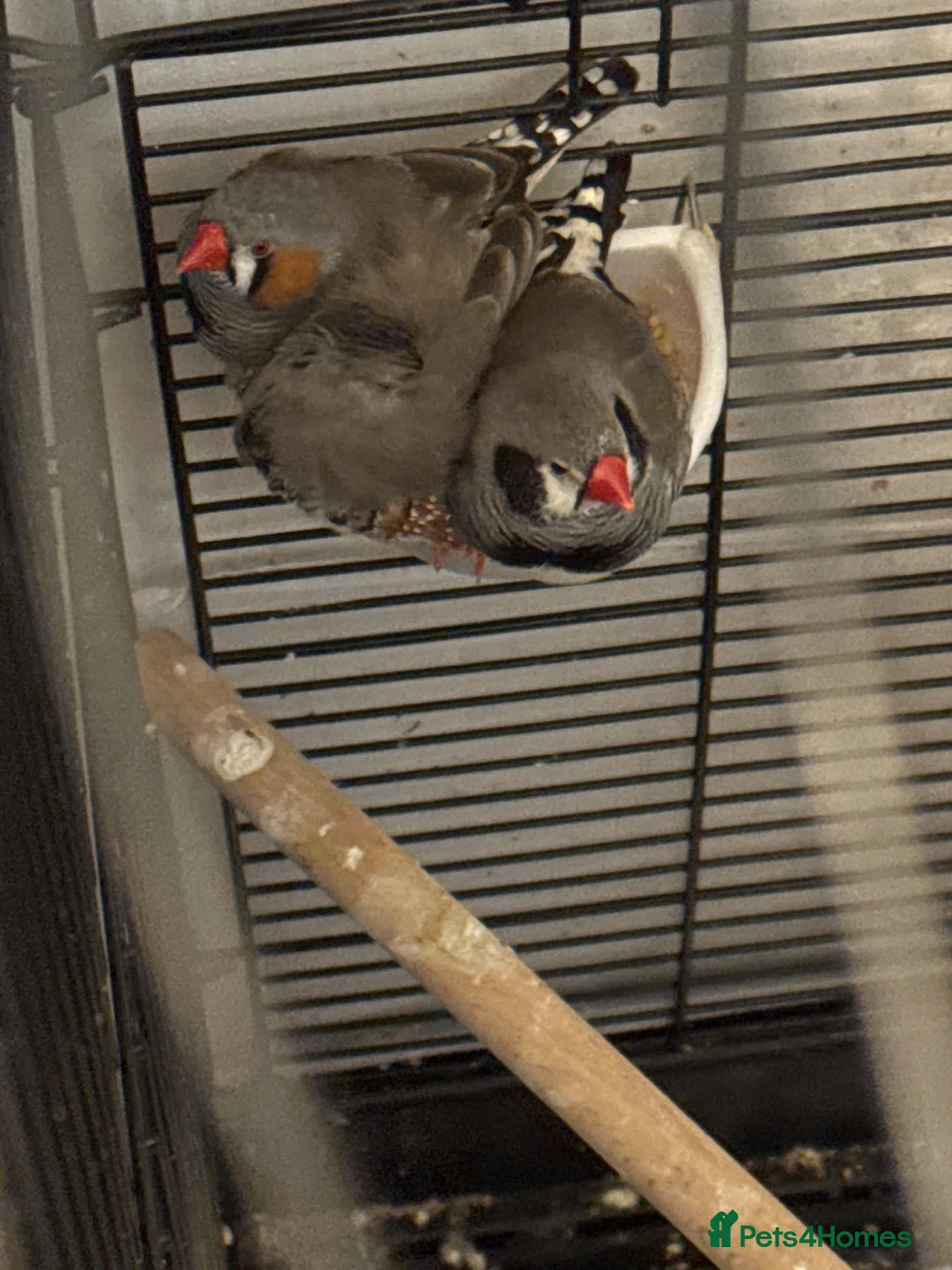 Finches birds for sale: Zebra finches in Stockport - Advert 1