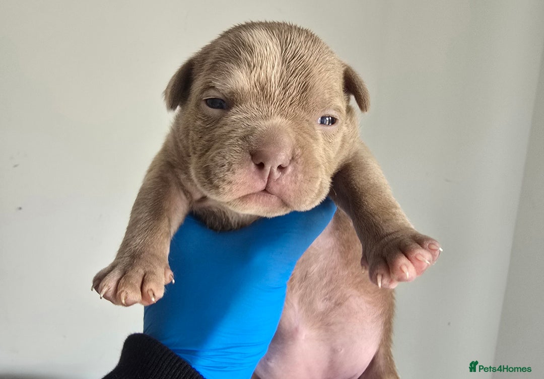American Bully dogs for sale: Quality pocket/micro bully pups  - Image 13