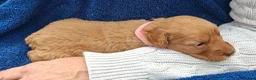 Cockapoo dogs for sale: First class cockerpoo puppies  - Advert 6