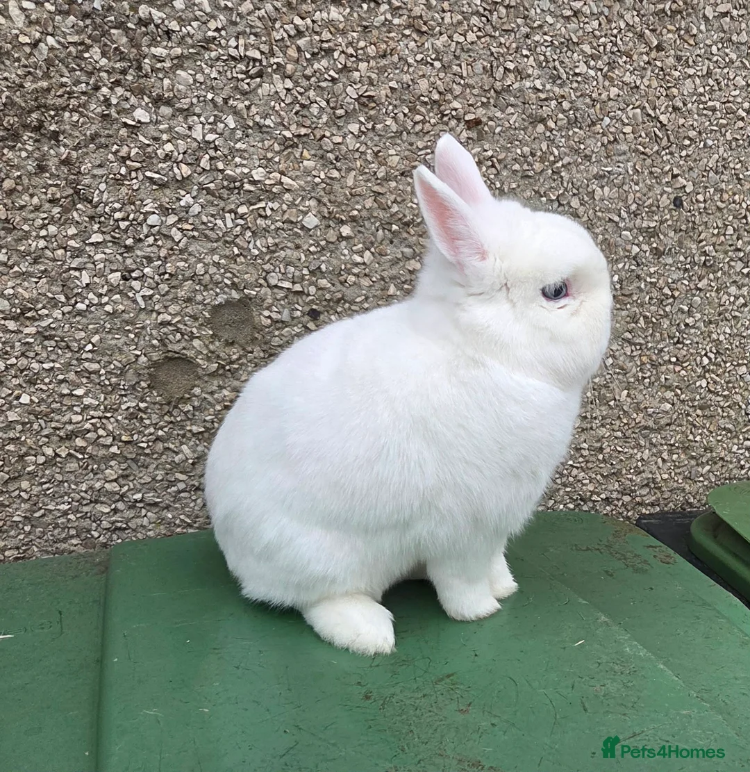 Netherland Dwarf rabbits for sale: 3 netherland dwarf bucks for sale  - Advert 5