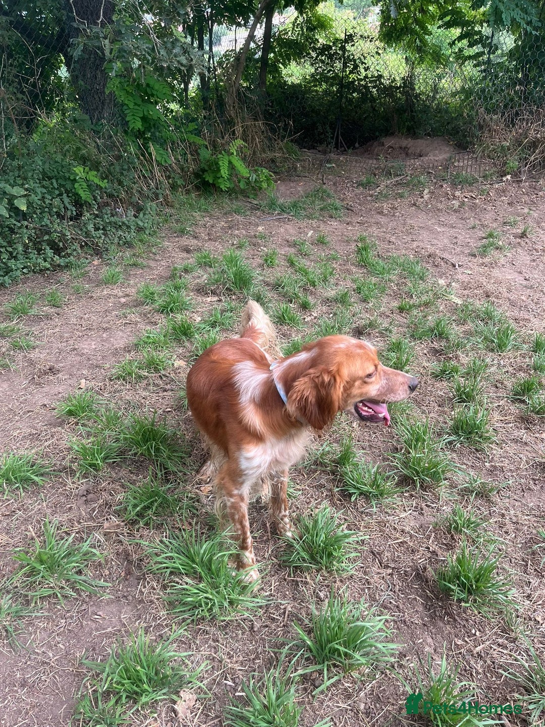 English Setter dogs for adoption: Piti  - Image 3