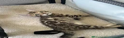 Bengal cats for sale: Ready to leave now  - Advert 14