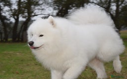 Samoyed dogs for stud: The Cutest Samoyed For Stud Kc Health Tested Champ - Image 4
