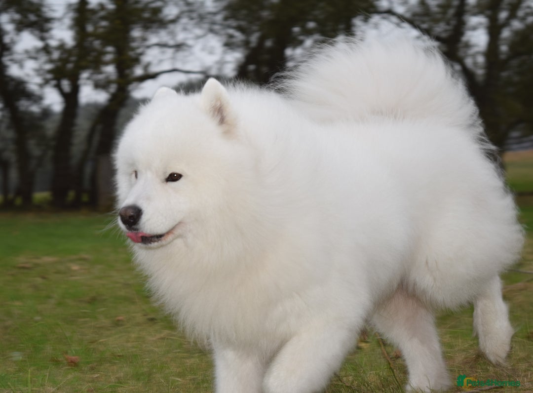 Samoyed dogs for stud: The Cutest Samoyed For Stud Kc Health Tested Champ - Image 4